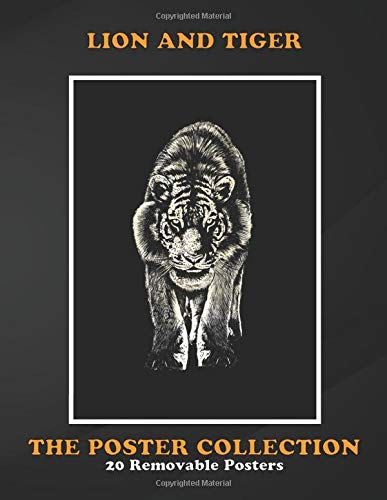 Poster Collection: Lion And Tiger Stare Animals