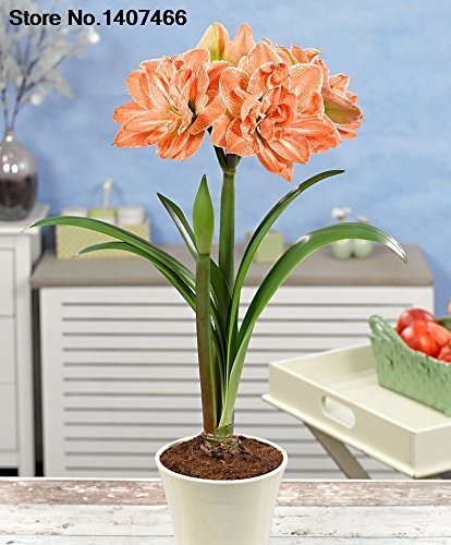 Promoción especial SwansGreen Maiweilai frenético! 50 Semillas del PCS del blanco Amarilis Hippeastrum Semillas Semillas de Barbados Lily (No Bulbos) Azotea 9