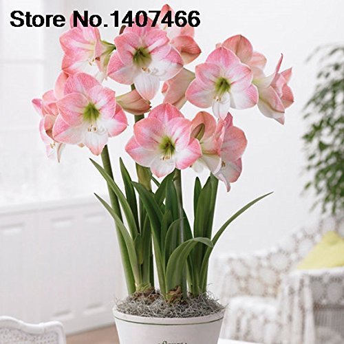 Promoción especial SwansGreen Maiweilai frenético! 50 Semillas del PCS del blanco Amarilis Hippeastrum Semillas Semillas de Barbados Lily (No Bulbos) Azotea 9