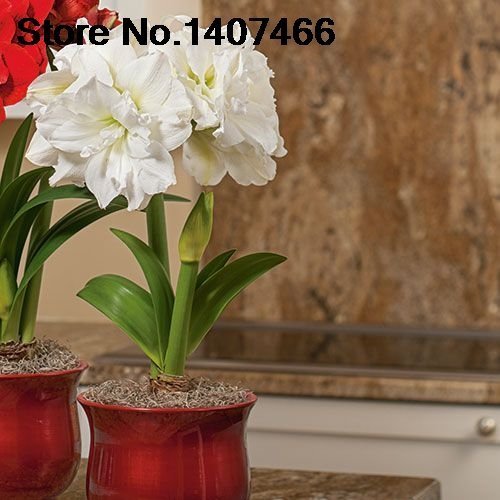 Promoción especial SwansGreen Maiweilai frenético! 50 Semillas del PCS del blanco Amarilis Hippeastrum Semillas Semillas de Barbados Lily (No Bulbos) Azotea 9