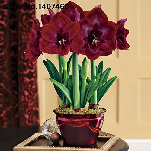 Promoción especial SwansGreen Maiweilai frenético! 50 Semillas del PCS del blanco Amarilis Hippeastrum Semillas Semillas de Barbados Lily (No Bulbos) Azotea 9