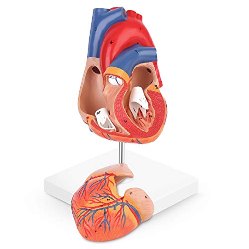 RONTEN modelo de corazón humano, 2 partes de tamaño real anatómicamente preciso modelo médico de corazón, sostenido junto con imanes en la base