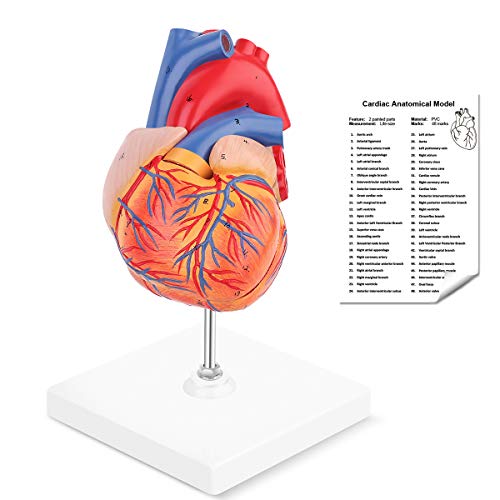 RONTEN modelo de corazón humano, 2 partes de tamaño real anatómicamente preciso modelo médico de corazón, sostenido junto con imanes en la base