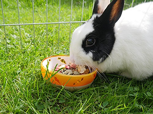 Rosewood Cuenco de Zanahoria Resistente a Masticar Palisandro para Alimentos y golosinas para Animales pequeños