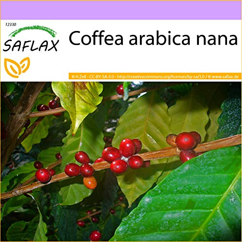 SAFLAX - Planta del café - 8 semillas - Coffea arabica nana