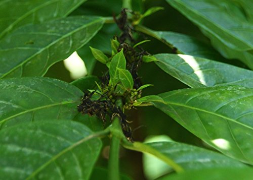 SAFLAX - Planta del café - 8 semillas - Coffea arabica nana