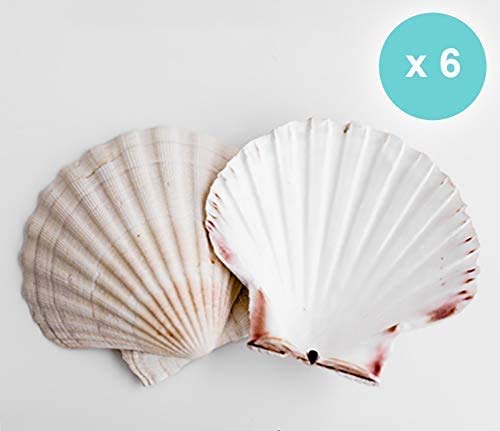 Scallop Shells - Juego de 6 conchas extragrandes de 10 a 13 cm