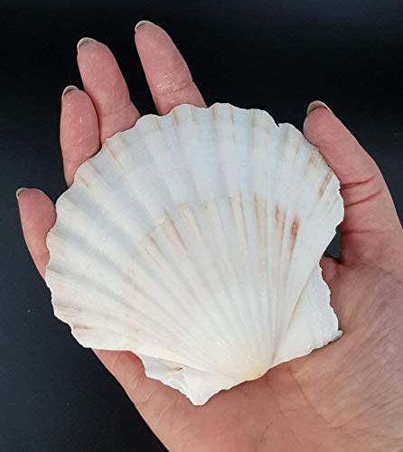 Scallop Shells - Juego de 6 conchas extragrandes de 10 a 13 cm