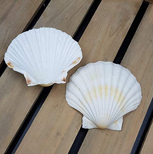 Scallop Shells - Juego de 6 conchas extragrandes de 10 a 13 cm