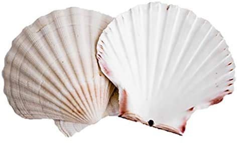 Scallop Shells - Juego de 6 conchas extragrandes de 10 a 13 cm