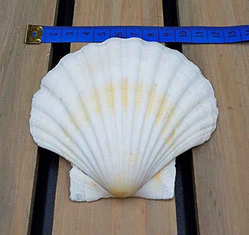 Scallop Shells - Juego de 6 conchas extragrandes de 10 a 13 cm