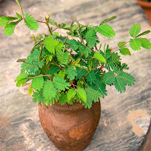 Semilla de mimosa Semilla de vainilla Balcón En maceta La venta caliente moverá la semilla de flor 300 cápsulas