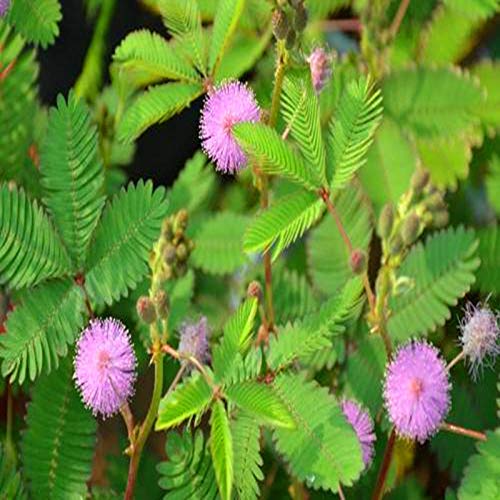 Semilla de mimosa Semilla de vainilla Balcón En maceta La venta caliente moverá la semilla de flor 300 cápsulas