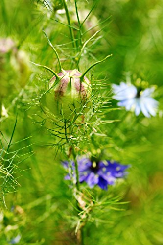 Semillas de Comino Negro (Nigella sativa) 100g/ Nigella Sativa Seeds 100g - Health Embassy