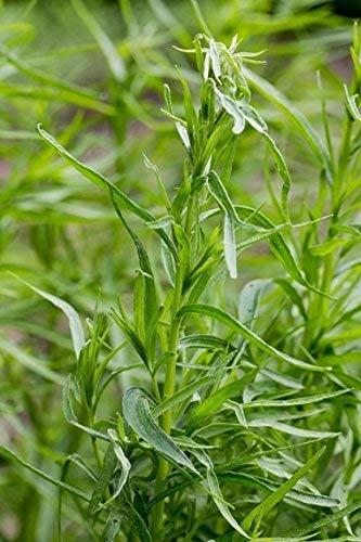 Semillas de estragón - Artemisia dracunculus - 500 semillas