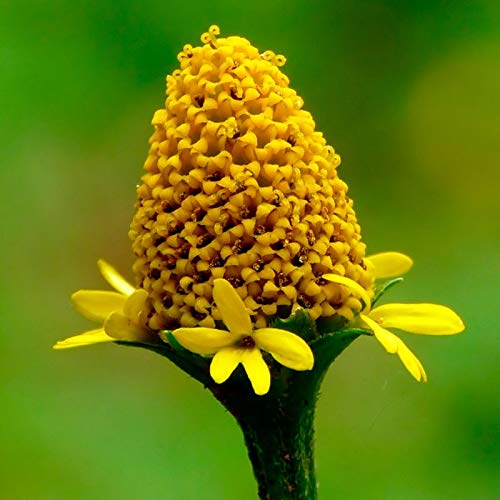 Semillas de Flor Eléctrica 150 Semillas de Spilanthes Oleracea