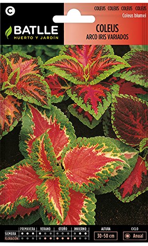 Semillas de Flores - Coleus Arco Iris variado - Batlle