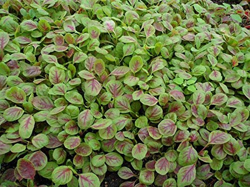 Semillas de hortalizas de jardín 3 g de amaranto rojo Hojas verdes Semillas de amaranto rojo para plantar en la puerta exterior Plato de cocina Ensalada