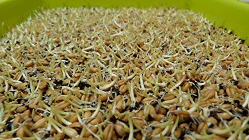 Semillas de trigo ecológicas para germinar (500g)