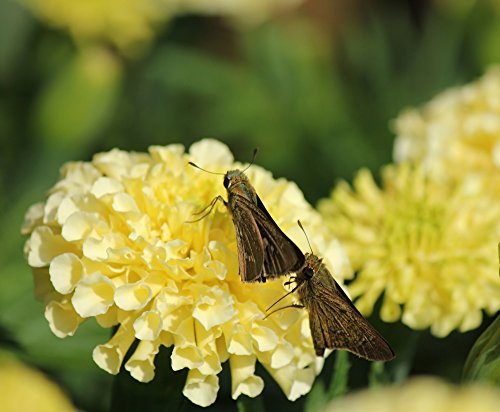 Semillas de vainilla francesa Marigold - Tagetes erecta nana fl. Pl