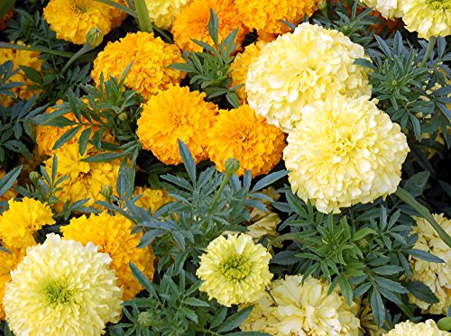 Semillas de vainilla francesa Marigold - Tagetes erecta nana fl. Pl