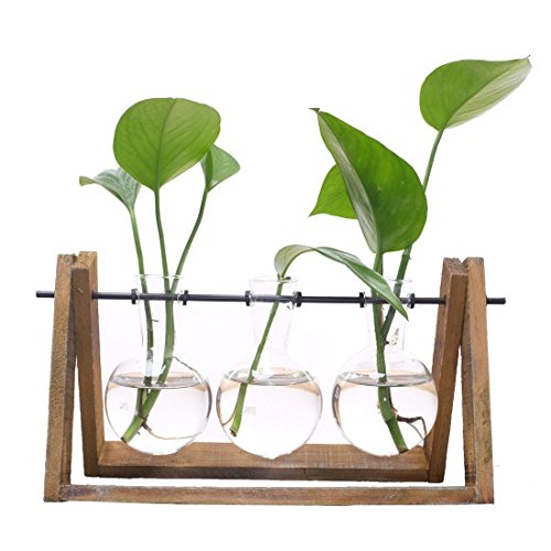 SODIAL Terrario de Planta con Soporte de Vaso de Vidrio de Soporte de Madera para la Decoracion del hogar, Contenedor de Scindapsus (3 terrarios)