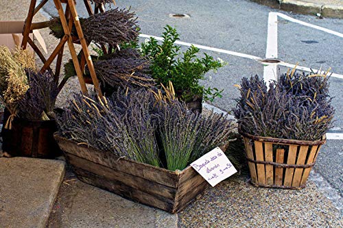 TooGet Flores de Lavanda Natural, Fragante Ramo de Lavanda Seca 100 Se Deriva de 40-45cm de Largo, Flores Decorativas Ramo de Flores para La Decoración del Hogar, Regalo, Boda o Cualquier Ocasión