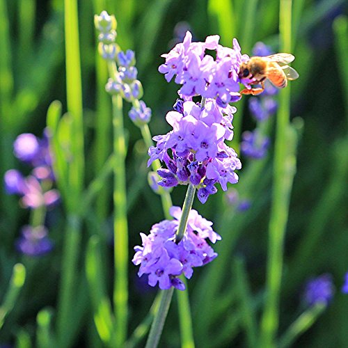 TooGet Naturales Flores de Lavanda Secas Grado Adicional Flor Azul Ultra Lavanda Vacío-Packed - 225g