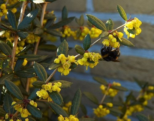 Tree Seeds Online - Berberis Julianae - Plantones De Frambueso 25 Semillas - 10 Paquetes