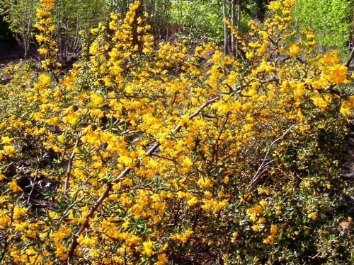 Tree Seeds Online - Berberis Julianae - Plantones De Frambueso 25 Semillas - 10 Paquetes