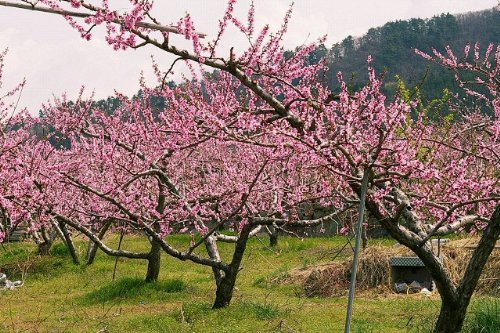 Tree Seeds Online - Melocotón, Pera, Damson. Cereza Y Salvaje Cereza. Colección - 10 Packs