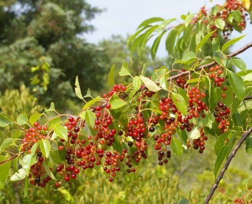 Tree Seeds Online - Melocotón, Pera, Damson. Cereza Y Salvaje Cereza. Colección - 10 Packs