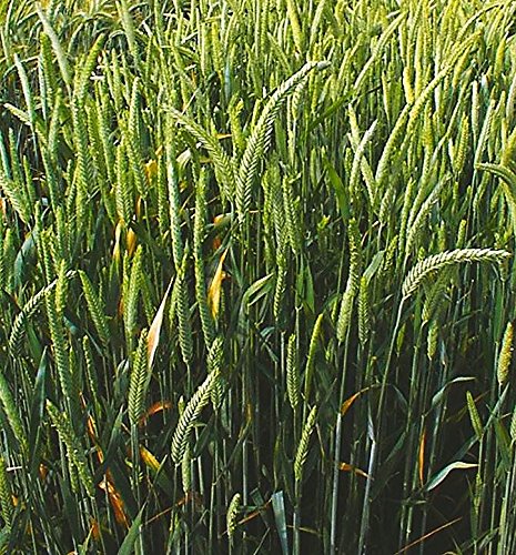 Triticale tratado para sembrar. 5 Kilos. Cereal híbrido entre trigo y centeno.