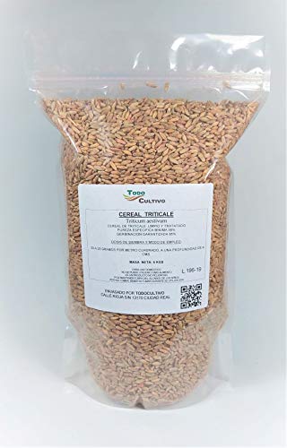 Triticale tratado para sembrar. 5 Kilos. Cereal híbrido entre trigo y centeno.