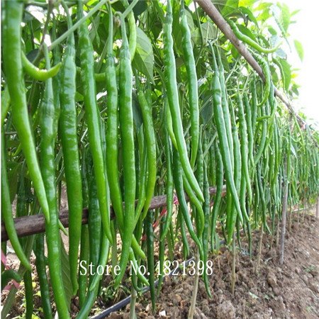 Venta! 100 menta verde menta más corto Semillas semillas de vainilla vegetales flores hojas de té se pueden semillas cocidas