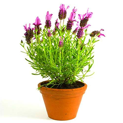 Violeta: Venta al por mayor 100Pcs Semillas de lavanda Bonsai Regalos Té de lavanda Semillas de flores púrpuras Jardín importado Vainilla Plantas de jardín Semillas