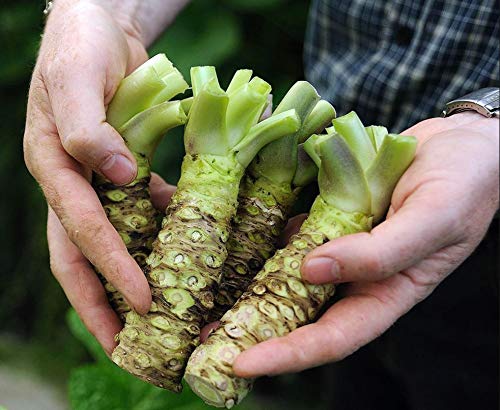 Wasabi - Puro y 100% natural. 100% raíz de wasabi - La mejor del mundo para hacer sushi o sashimi con esterilla o kit. Añadir al arroz o a las algas. 55 gramos.