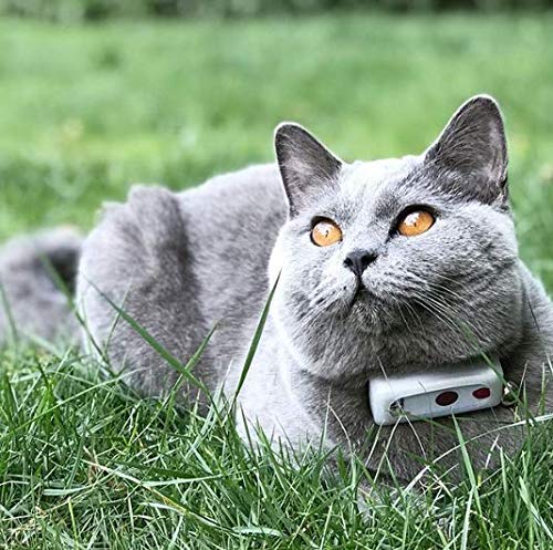 Weenect Cats 2 - El Collar GPS para Gatos más pequeño del Mundo