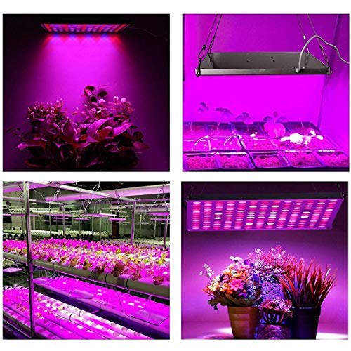 Yasbed Lámpara LED para plantas, 75 W, luz de crecimiento para plantas de interior, espectro completo, luz para plantas, hidropónica, invernadero, suculentas, flores