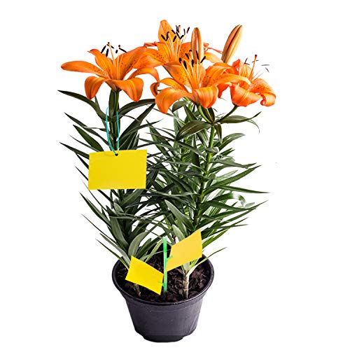 YHmall 30 Pcs Trampa Moscas, Atrampa Moscas Insectos Amarillo de Doble Cara para Proteger Plantas y Atrapar Moscas, Insectos Voladores