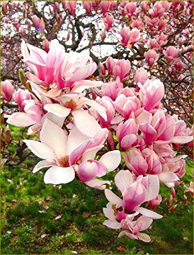 5 Semillas rosa claro blancas de la magnolia del lirio de la flor del árbol fragante Magnol liliiflora