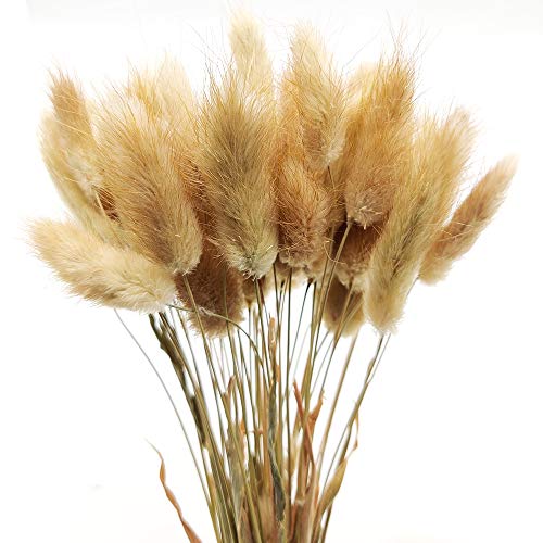 Aisamco 120 Piezas Lagurus Ovatus Seca Natural Hierba De Pampas Seca Flores Secas Ramos Colas De Conejo Cola De Conejo Hierba Flor 45cm Alto para Boda