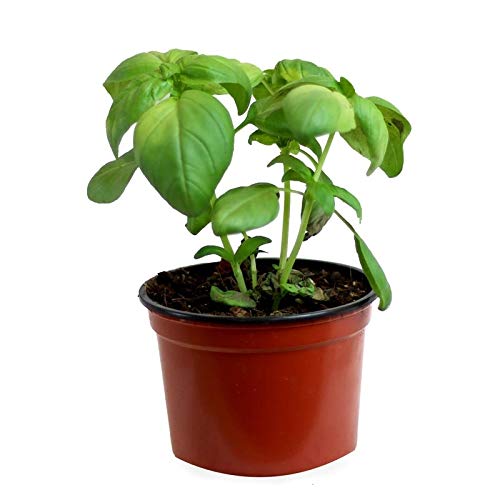 Albahaca (Maceta 13 cm Ø) - Planta viva - Planta aromatica