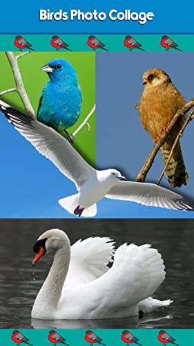 Collage de fotos de aves