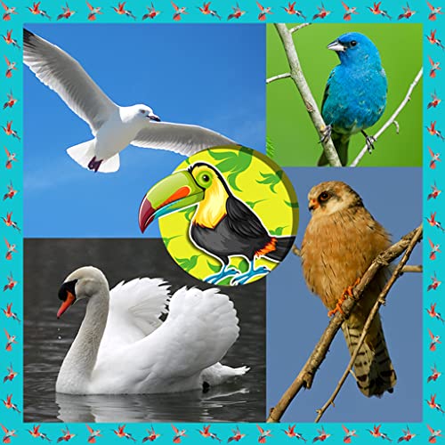 Collage de fotos de aves