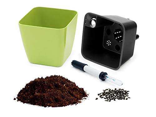 Domestico Kit de ALBAHACA para cultivar, Basil Growing Kit, All-In-One Set, Hidrojardinera 13x13 cm, semillas testadas, sustrato fresco con nutrientes