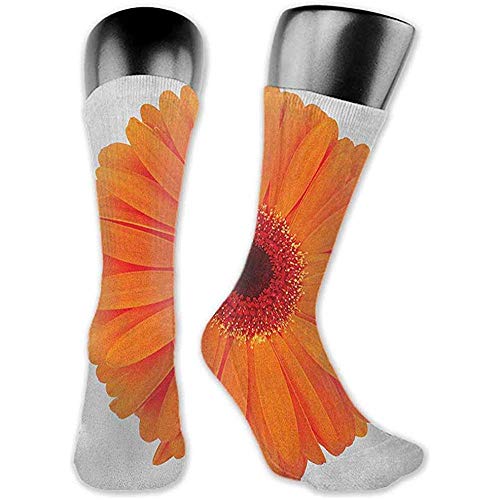 Dydan Tne Calcetines Diseño Color Naranja, Flor de Gerbera Pétalos Vivos Imagen de Primer Plano Jardín Fresco Botánica Primavera