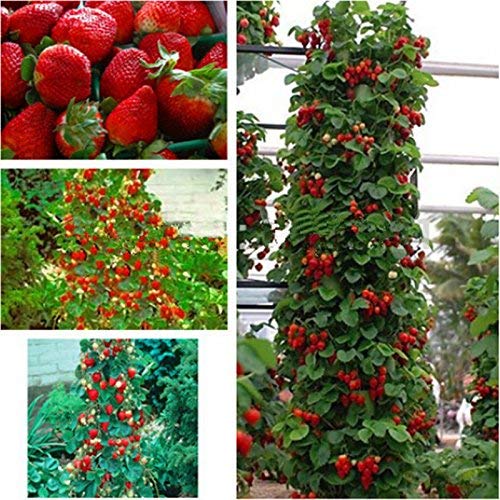 Escalada gigante roja fresa Semillas Semillas Frutas y centro de bricolaje semillas raras para bonsai - 10pcs / lot