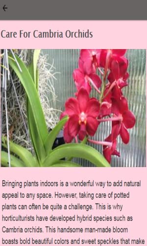 How To Look After An Orchid