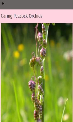 How To Look After An Orchid